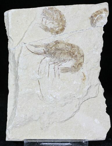 Cretaceous Fossil Shrimp Carpopenaeus - Lebanon #22877